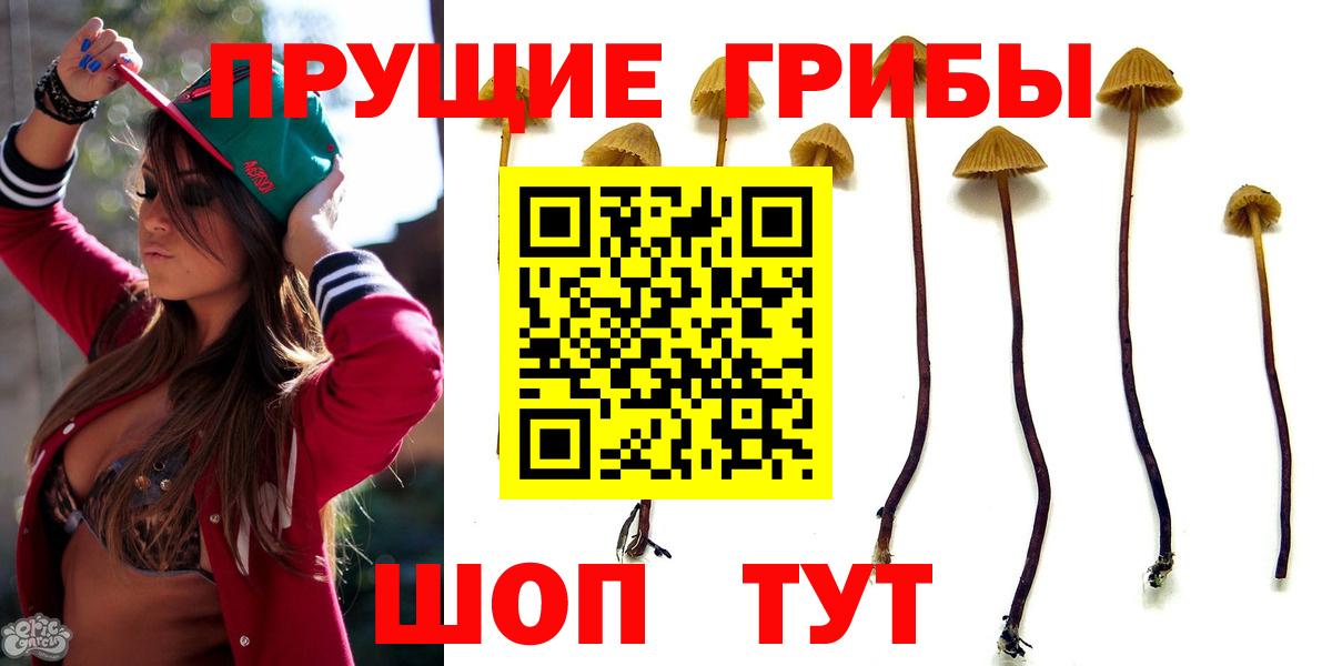 купить наркотики цена  Вход с VPN  Минусинск  Галлюциногенные грибы Psilocybine cubensis 